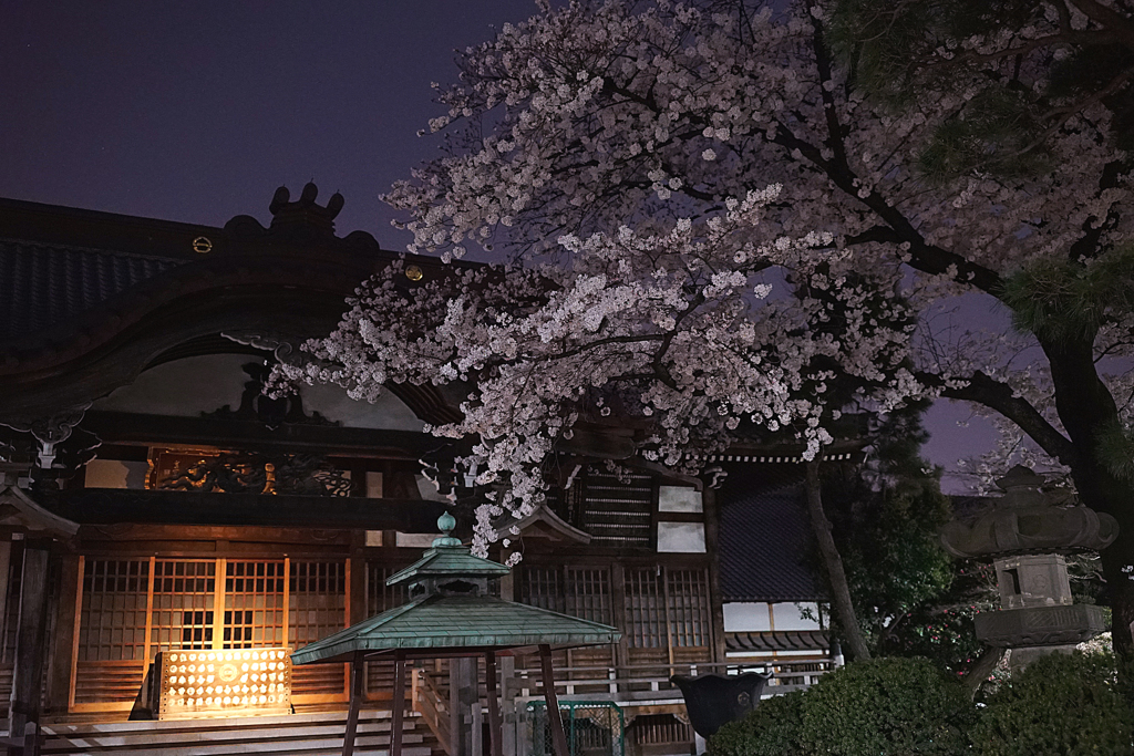 15:03:30 Tokyo Cherry Blossom