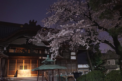 15:03:30 Tokyo Cherry Blossom