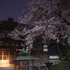 15:03:30 Tokyo Cherry Blossom