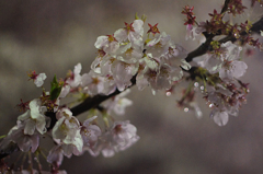 2014:04:05 NAKAMEGURO