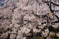 15:03:29 Tokyo Cherry Blossom