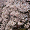15:03:29 Tokyo Cherry Blossom