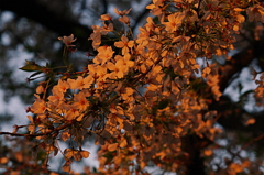 2014:04:06 NAKAMEGURO