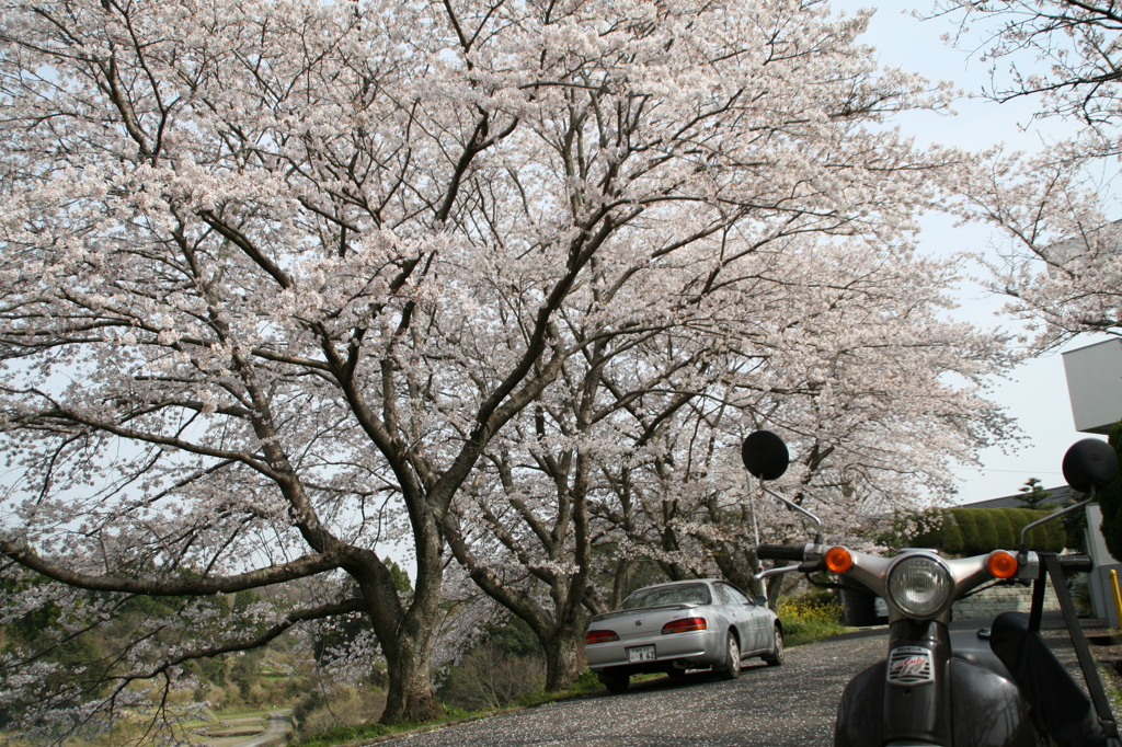 マイ・リトルカブと桜