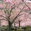 お寺の牡丹桜