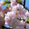 八重桜