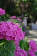 紫陽花