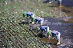 田植え