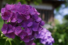 紫陽花