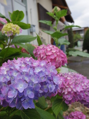 梅雨は嫌いだけど、紫陽花は好き。