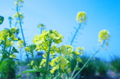菜の花。