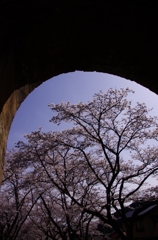 円門桜