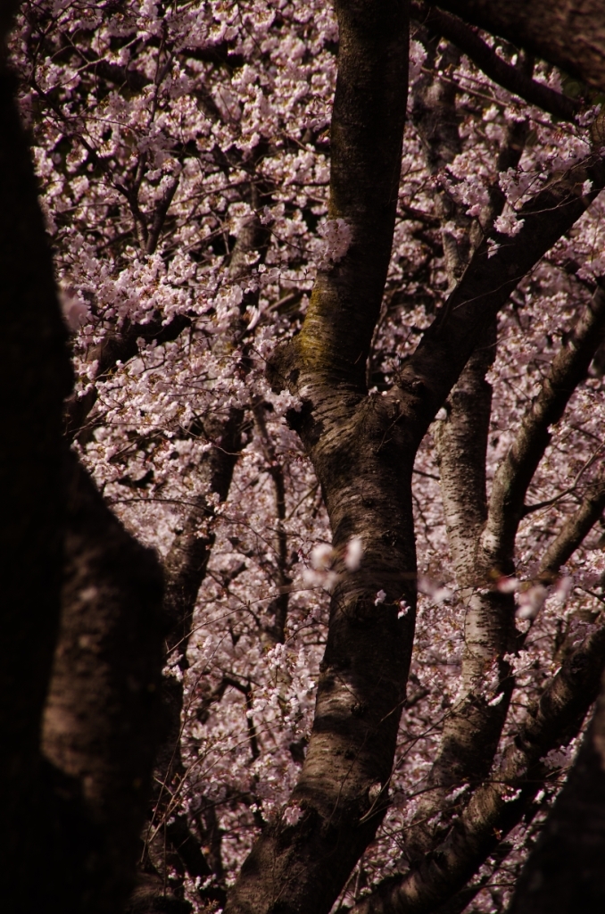 桜並木