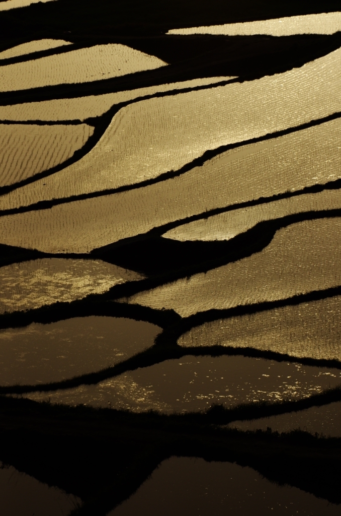 金色の水田