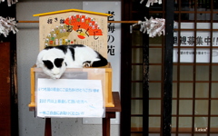 招き猫　～猫寺（福井県）～