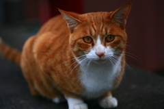 ねこ、カメラ目線。