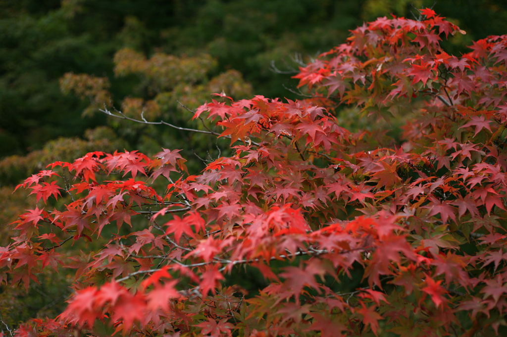 紅葉、重なる。