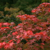 紅葉、重なる。