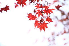 紅葉、透ける。