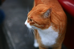 ねこ、横顔。