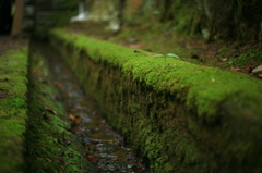 苔の小路