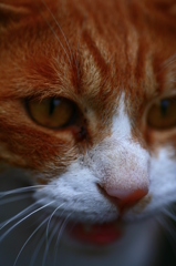 ねこ、どアップ。