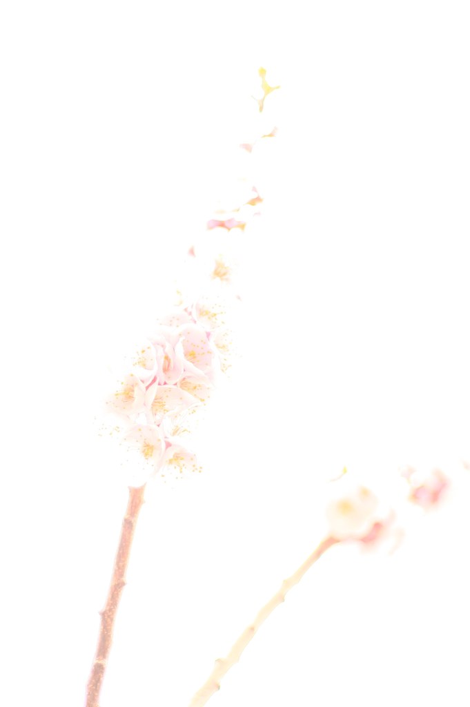 光浮かぶは梅の花