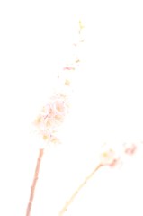 光浮かぶは梅の花