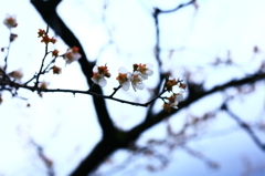 梅の枝振
