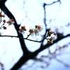 梅の枝振