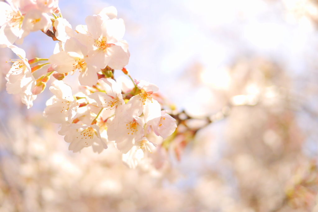 BLOOMING