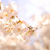 BLOOMING