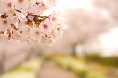 sakura lane
