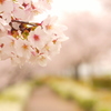 sakura lane