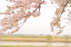 sakura lane