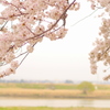 sakura lane