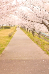 sakura lane