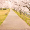 sakura lane
