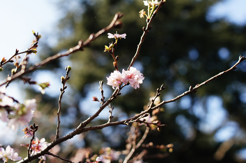 せっかちな桜。