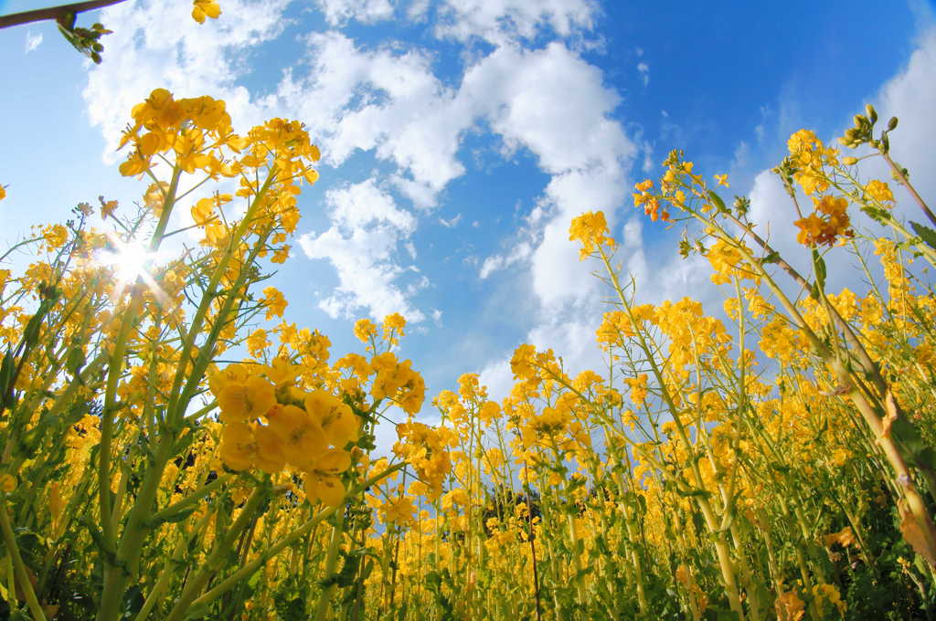 菜の花+青空=春ですね。