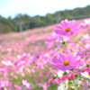 cosmos