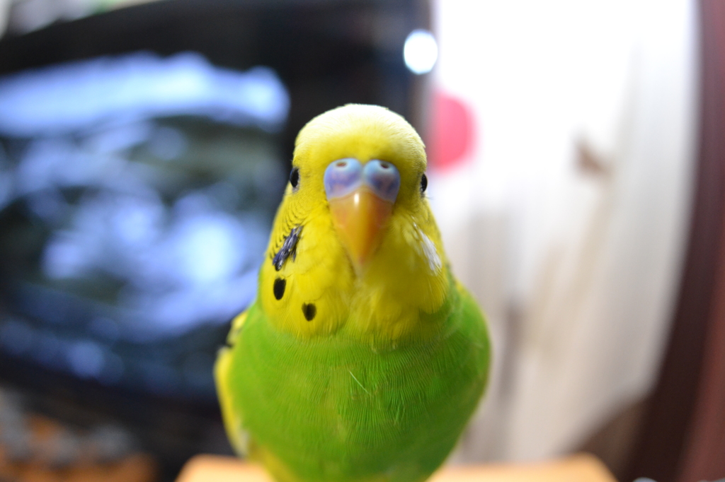 セキセイインコ