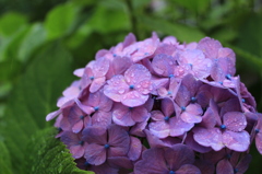 紫陽花