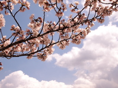 雲と桜