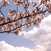 雲と桜