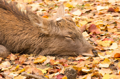 ぐっすり眠る秋の鹿
