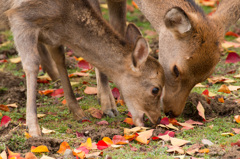 秋を食べる鹿