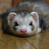 床はひんやりだそうです