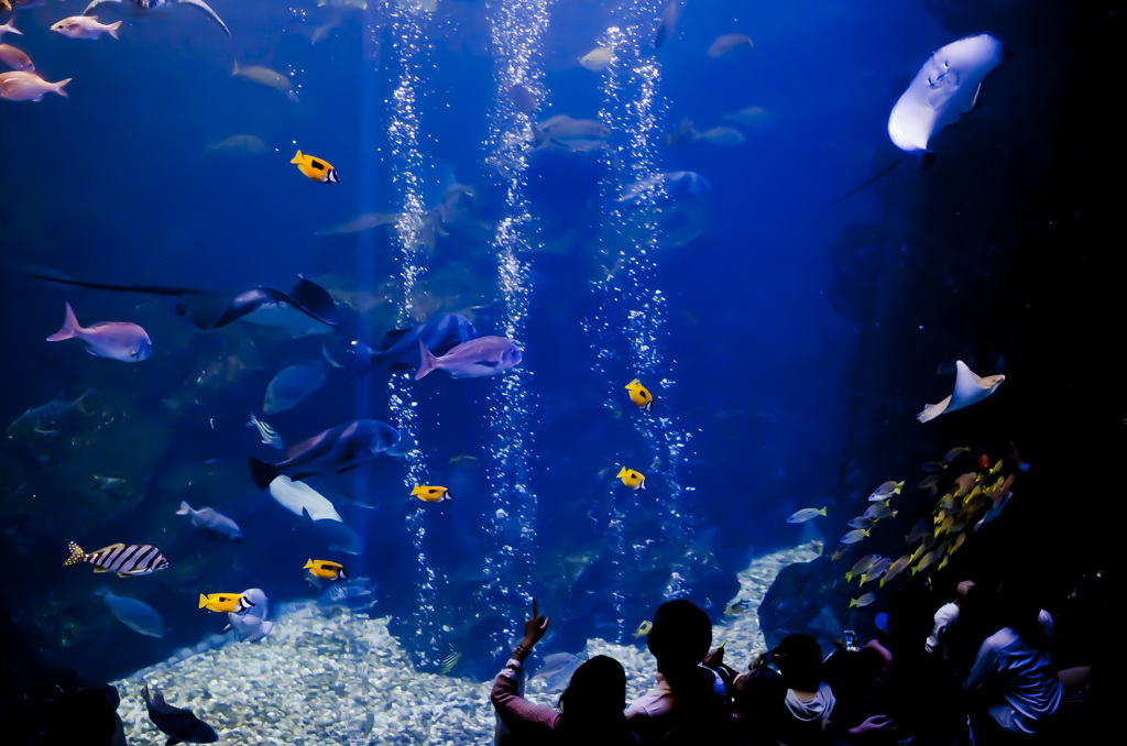 京都水族館大水槽