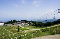 箱館山ゆり園3